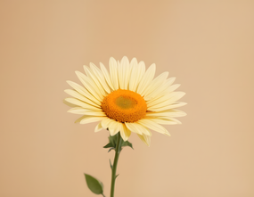 黄色小清新菊花摄影图片